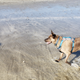Illustration for article titled More Beach Toby and Parsh Spotting